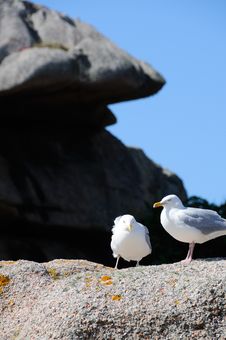 Seagulls Stock Images Seagulls Stock Images