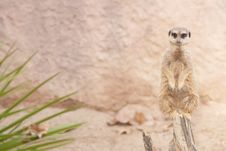 Suricate Or Mongoose Or Meerkat Stock Image Suricate Or Mongoose Or Meerkat Stock Image