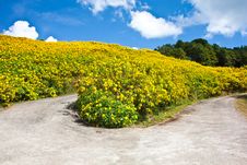 The Road In Flower Yellow Field Stock Image The Road In Flower Yellow Field Stock Image
