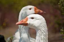 Two White Geese In The Sunlight Royalty Free Stock Images