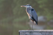 Great Blue Heron (Ardea Herodeus) On Dock Royalty Free Stock Images Great Blue Heron (Ardea Herodeus) On Dock Royalty Free Stock Images