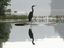 Great Blue Heron (Ardea Herodeus) With Reflection Stock Images Great Blue Heron (Ardea Herodeus) With Reflection Stock Images