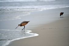 Sea Birds On The Beach Stock Image