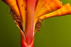 Closeup Red Ants On Flower Royalty Free Stock Image