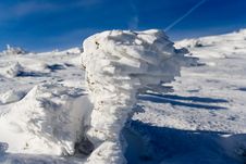 Frostwork On Dwarf Mountain Pine Stock Photography Frostwork On Dwarf Mountain Pine Stock Photography