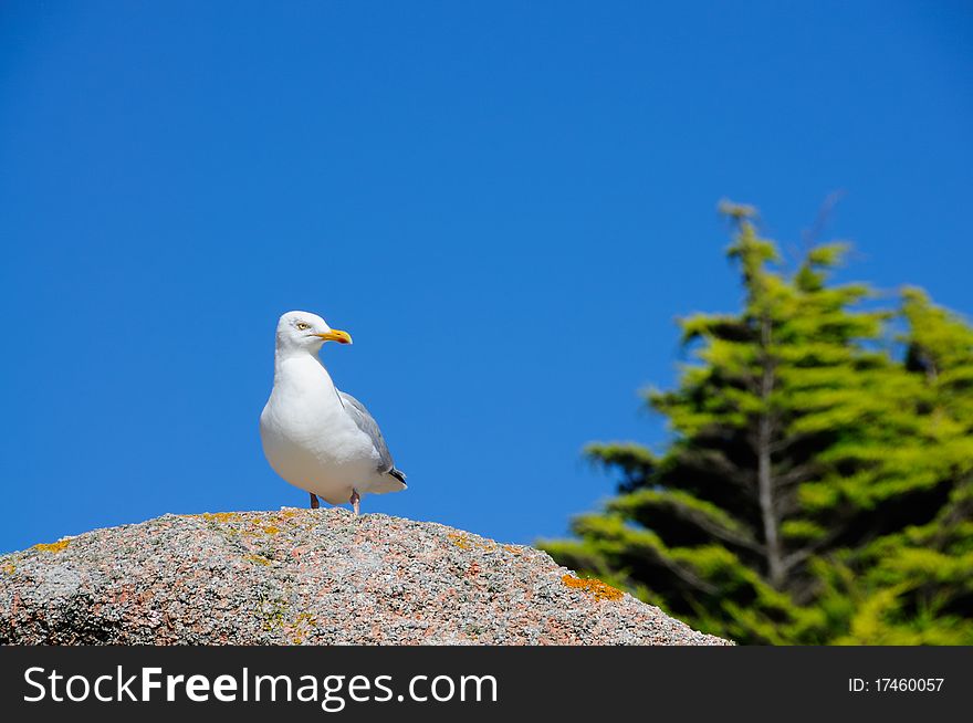 Seagull sitting on granite rock at the cote de granite rose in brittany, france