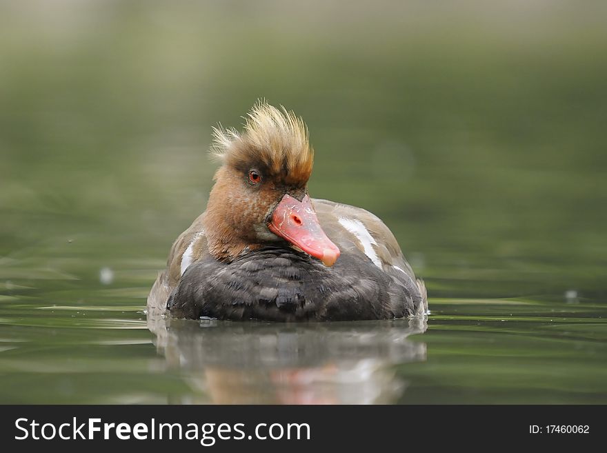 a Red-crested Pochard in water. a Red-crested Pochard in water