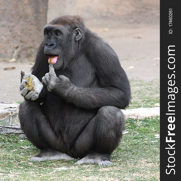 A female lowland gorilla housed in a zoo enjoys a peanut butter treat;