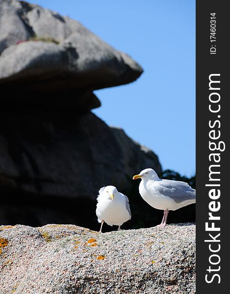 Two seagulls sitting on granite rock at the cote de granite rose in brittany, france