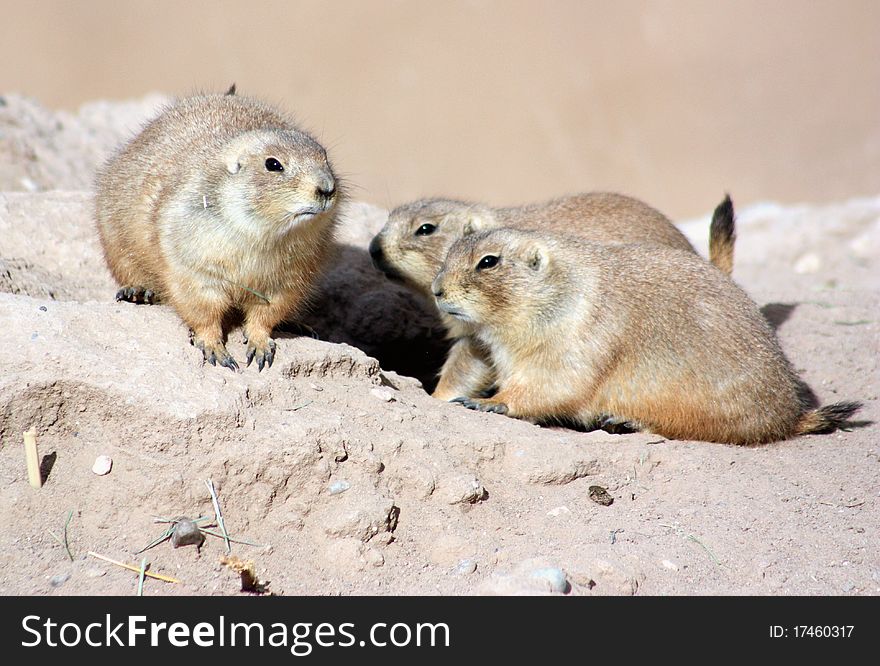 In the highlands of new mexico, usa, prairie dogs keep watch outside their burrow;. In the highlands of new mexico, usa, prairie dogs keep watch outside their burrow;