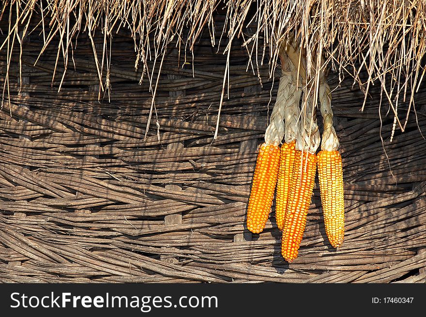 Decorative colored corn with brown wood. Decorative colored corn with brown wood