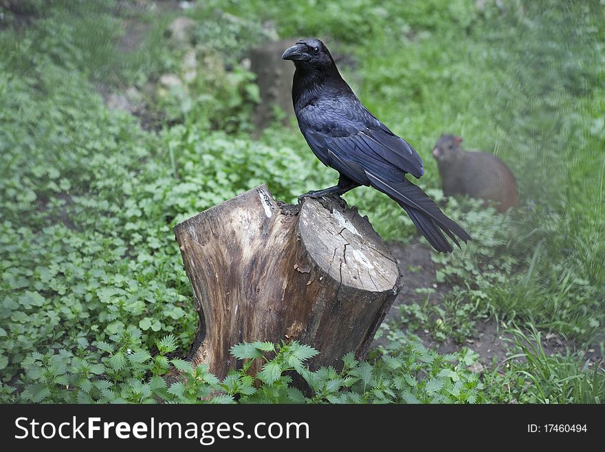 Black bird on the stump. Black bird on the stump