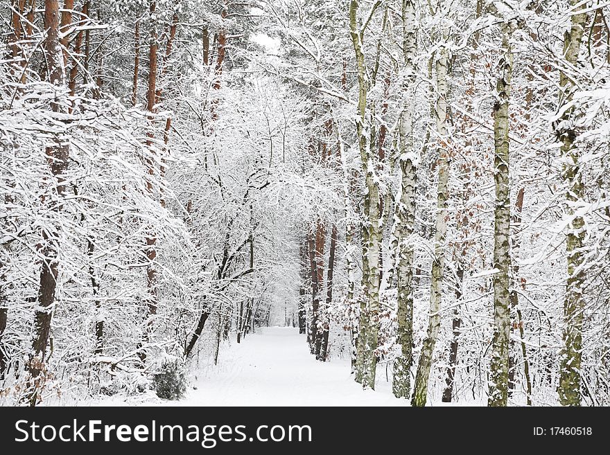 Snow covered forest - Winter impression