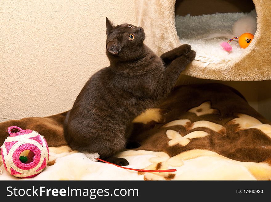 British Cat plays near her small house. British Cat plays near her small house