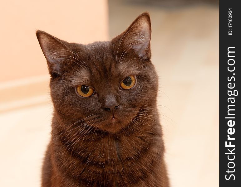 Cat British Shorthair looks to the camera