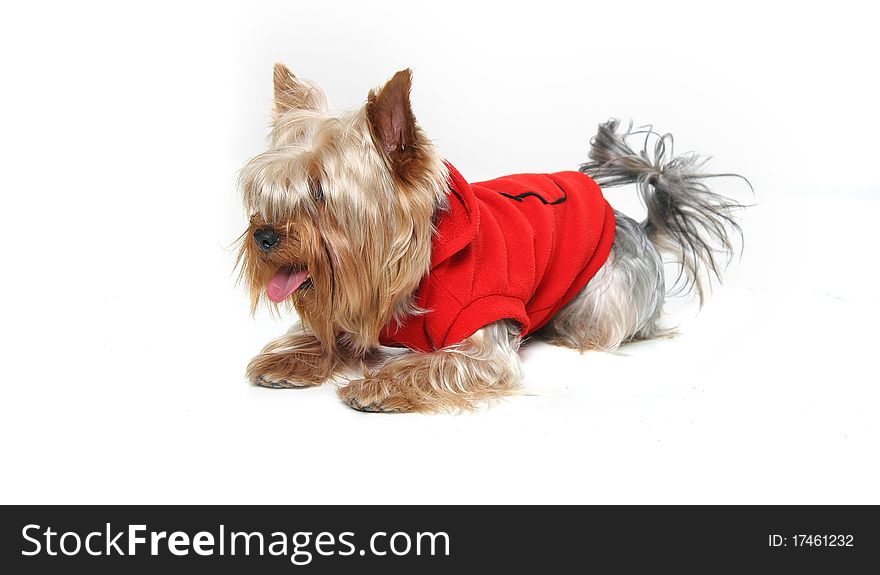 Cute yorkshire terrier over white