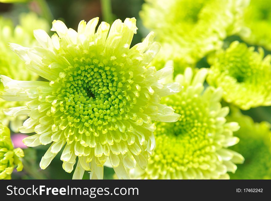 Green chrysanthemum flowers cluster, shown as color, interesting shape and background. Green chrysanthemum flowers cluster, shown as color, interesting shape and background.