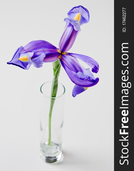 Beautiful purple and yellow iris flower in a small glass vase on white background. Beautiful purple and yellow iris flower in a small glass vase on white background.