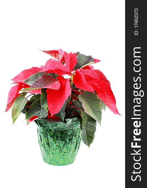 Poinsettia