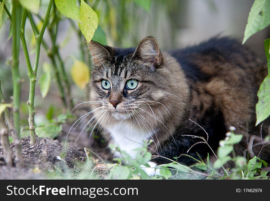 Cat In The Wood