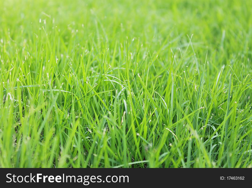 Green grass background closeup in a park in thailand