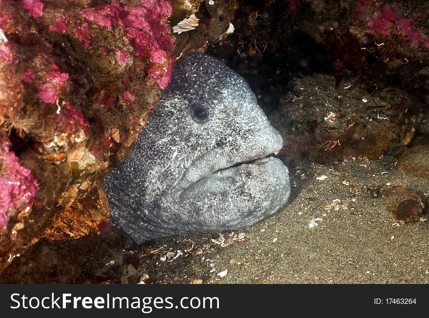 Not a true eel and related to blennies, the wolf eel can grow up to eight feet in length