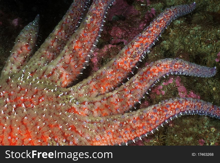 Sunflower sea stars are active, voracious predators