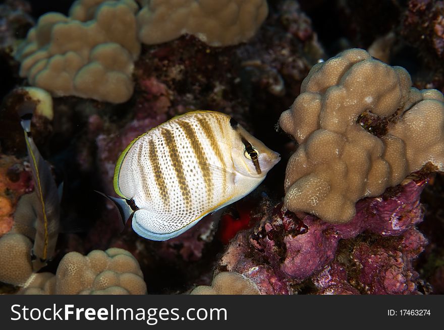 A multiband butterfly fish hiding among some lobbed coral
