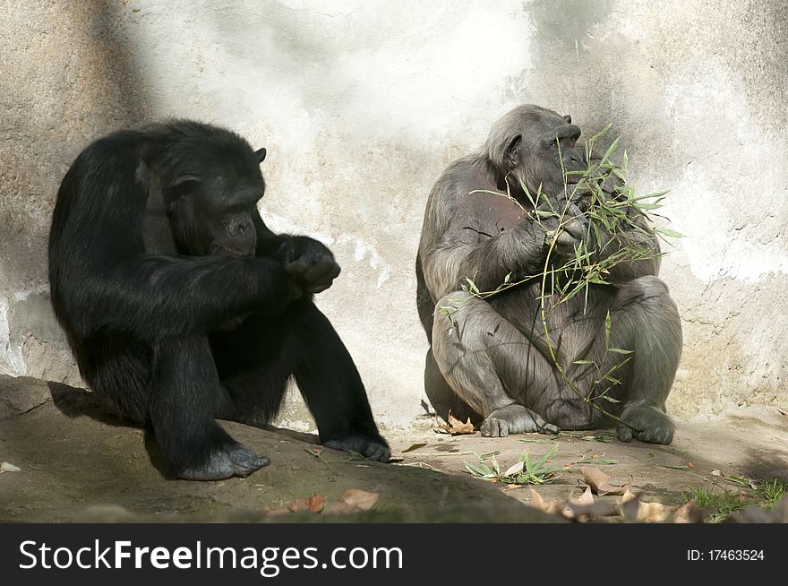 Two Chimpanzees at Zoo, one sleeping, one eating