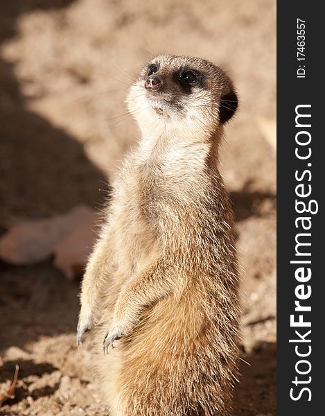 Suricate Or Meerkat Or Mongoose