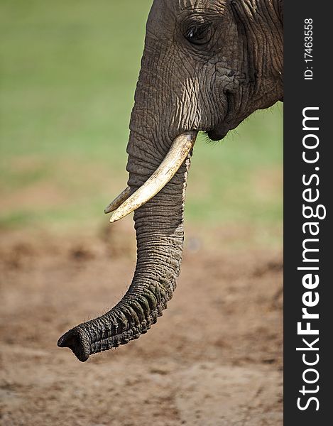 A side on view of a young elephants head. A side on view of a young elephants head