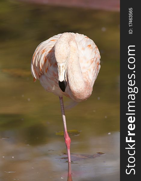 Flamingo resting in water, in one foot