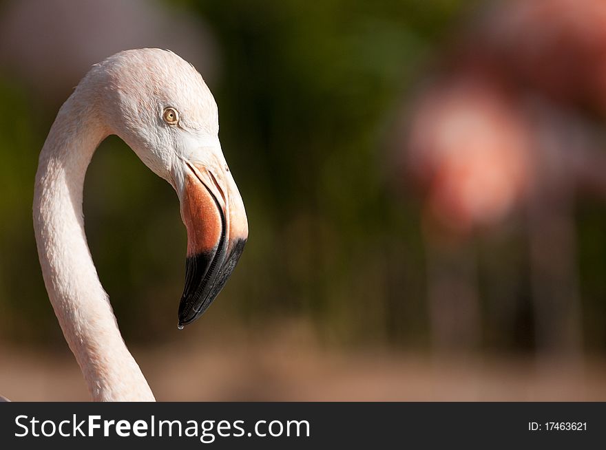 Chilean Flamingo (Phoenicopterus chilensis) Portrait. Chilean Flamingo (Phoenicopterus chilensis) Portrait