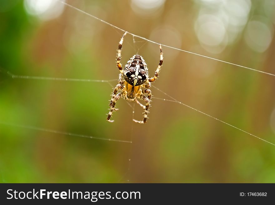 Closeup Of Cross Spider