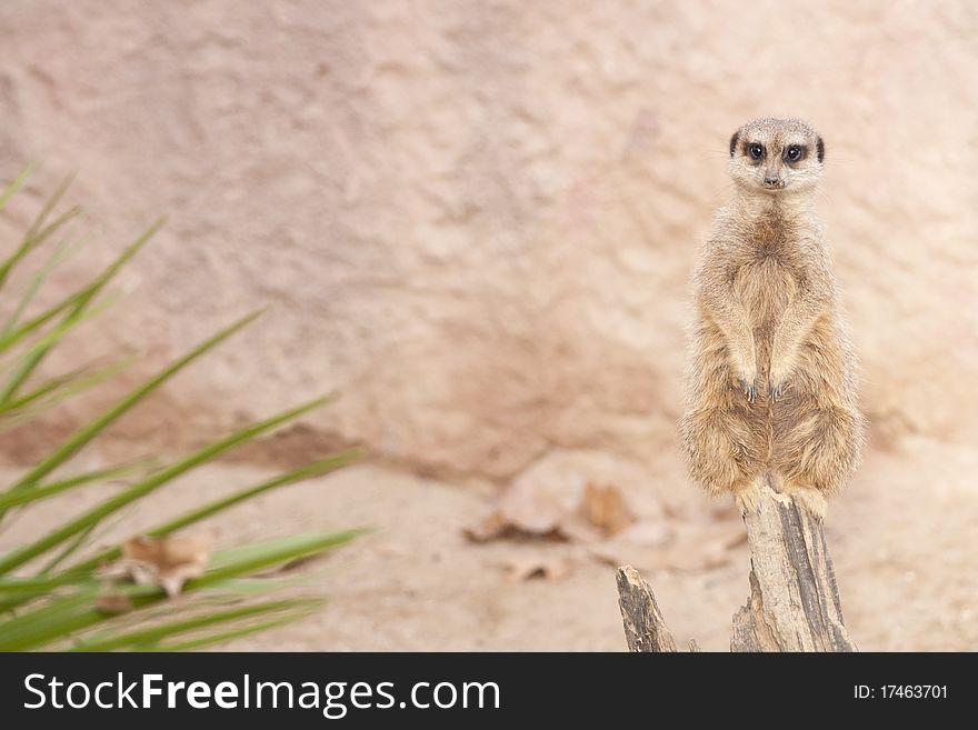 Suricate or Mongoose or Meerkat (Suricata suricatta)