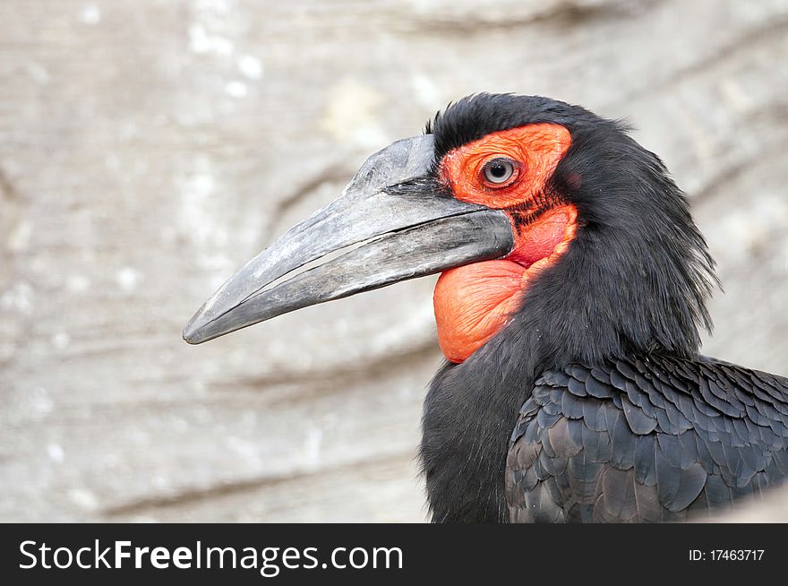 Cafer or Southern Ground Hornbill Portrait