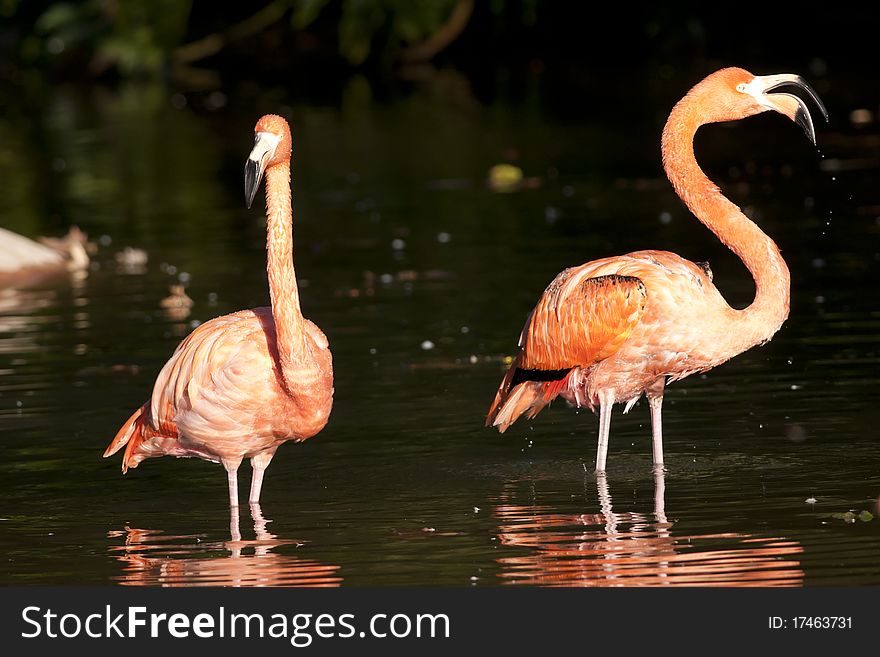 Pink Flamingo Standing in water