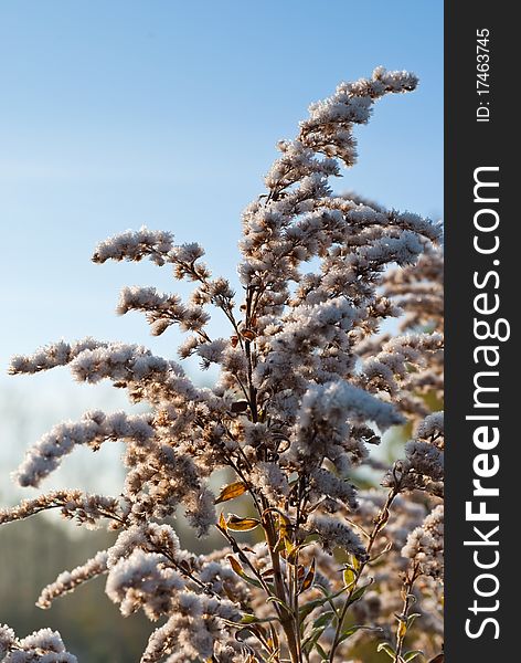 A frozen goldenrod (Solidago canadensis) in a backlight