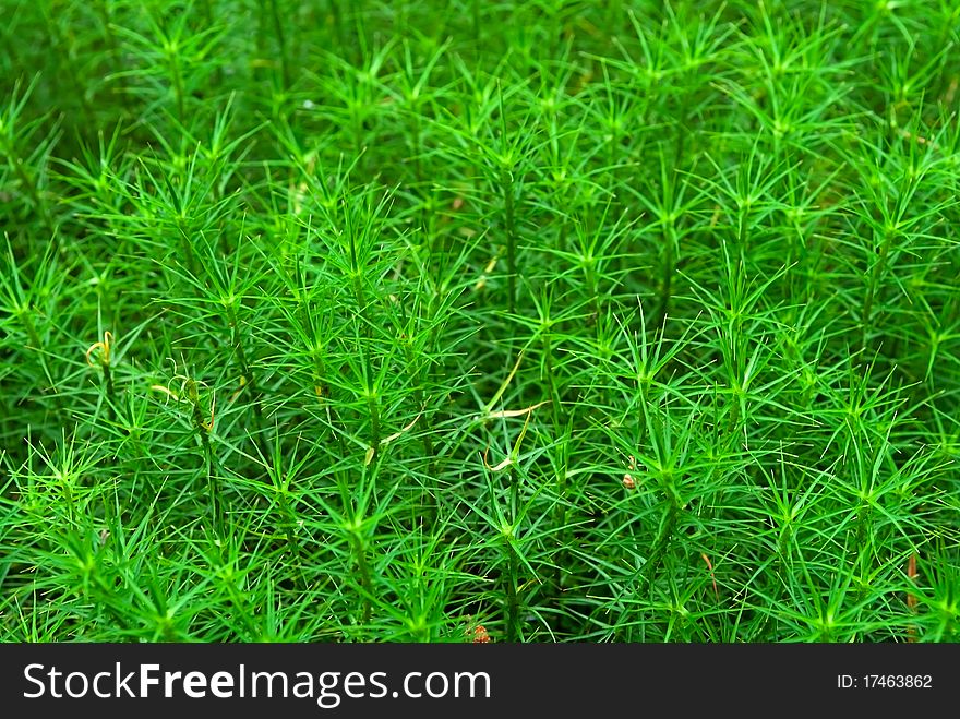 Green background from haircap moss (Polytrichum commune)