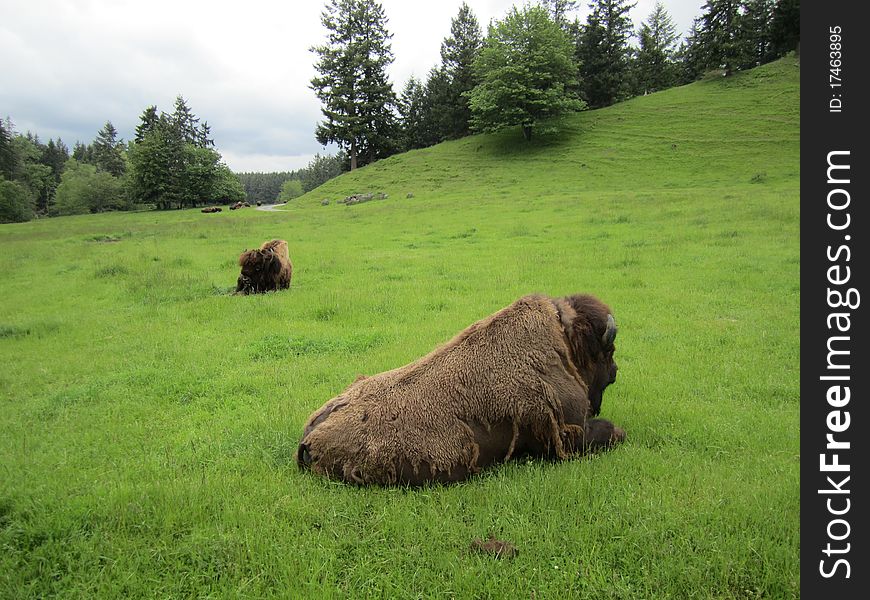Two bison sit in the green grass of spring.