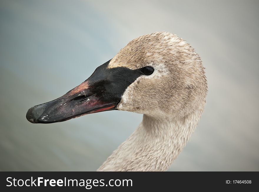 Trumpeter Swan With Muddy Beak