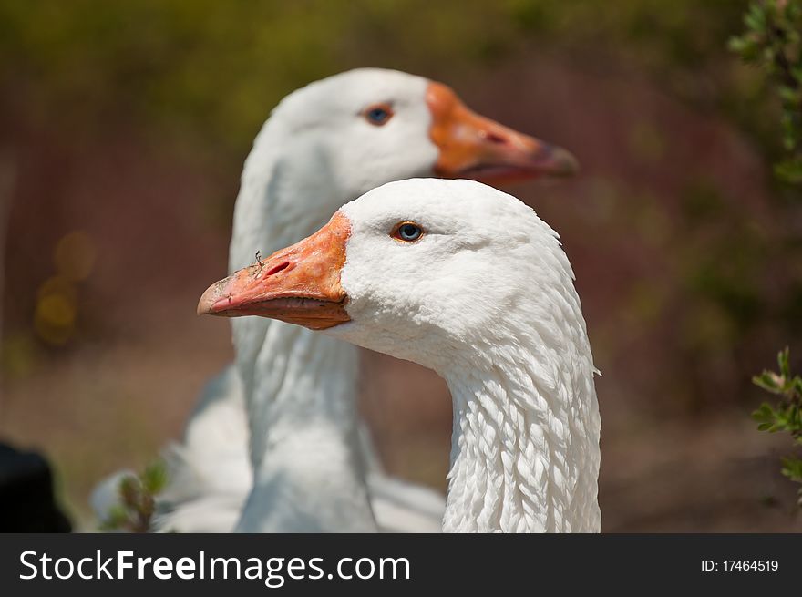 A pair of white geese stand outdoors in the sunlight. A pair of white geese stand outdoors in the sunlight.