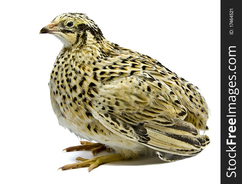 Quails are presently very popular agriculture poultries due to their healthy eggs and delicious meat. Quails are presently very popular agriculture poultries due to their healthy eggs and delicious meat