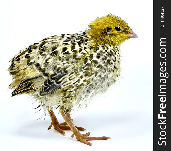 Nestling of yellow quail strain