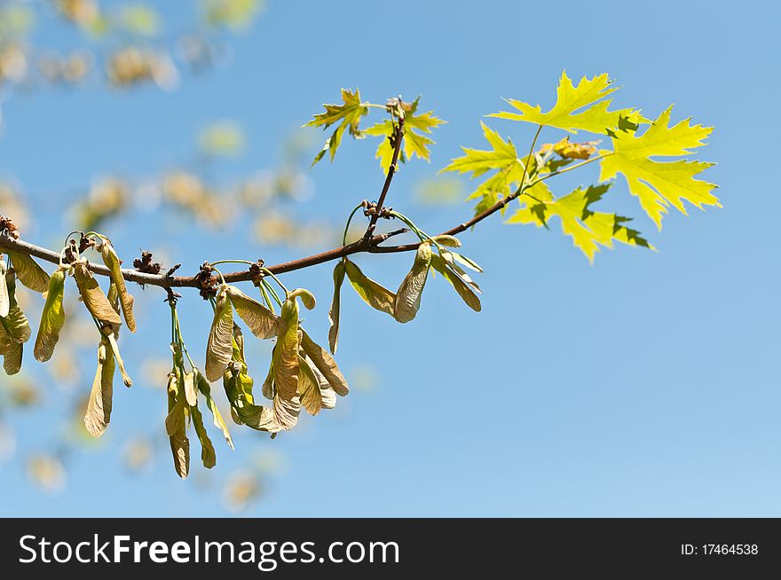 Maple keys (samaras) and leaves grow on a branch in the springtime. Maple keys (samaras) and leaves grow on a branch in the springtime.