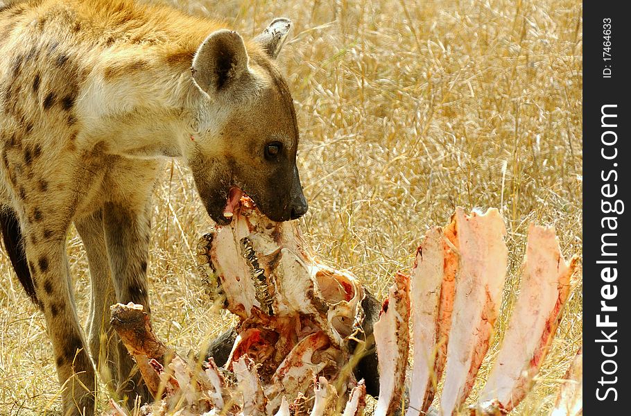 Spotted Hyaena eating a buffalo head