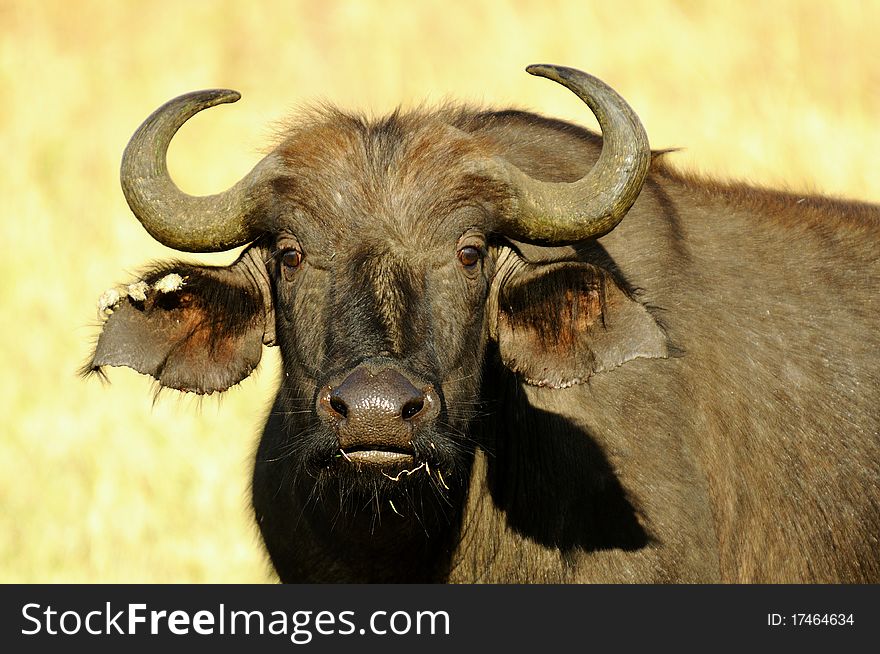 Savanna Buffalo Cow portrait while eating field