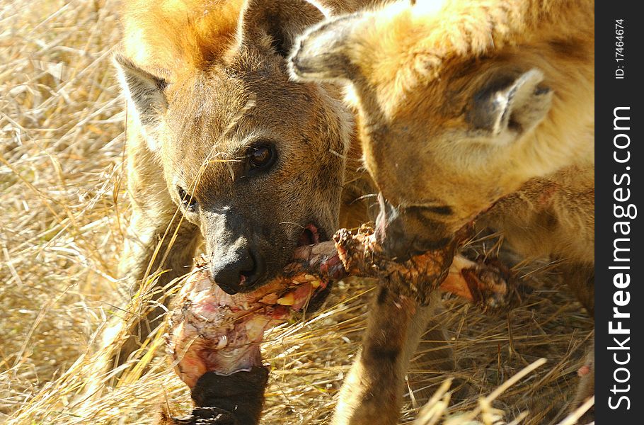 Two spotted hyaena are fighting for a buffalo foot