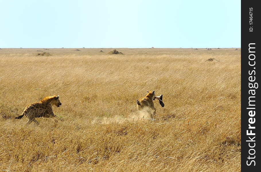 A spotted hyaena is runningwith a buffalo leg in her mouth. A spotted hyaena is runningwith a buffalo leg in her mouth