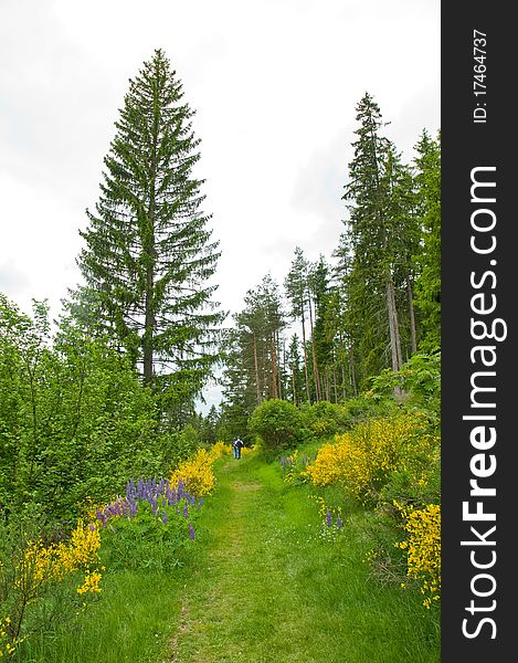 Green hiking trail in the Black Forest lined with broom and lupines